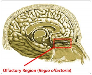 Olfactory Region